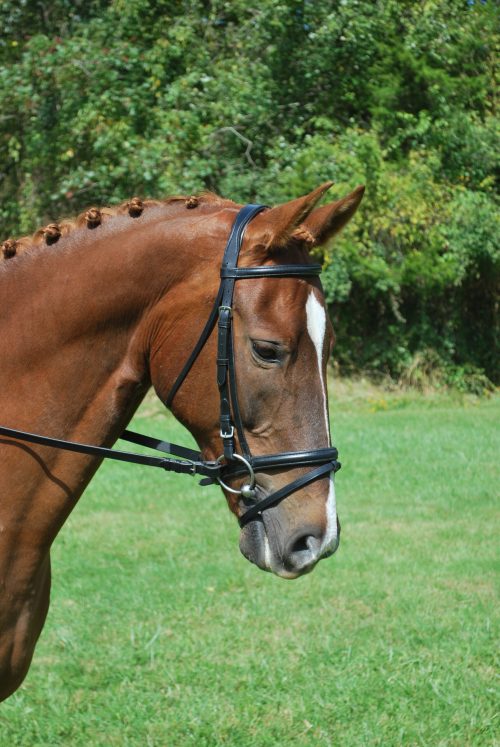 KL Select Levade Snaffle Bridle
